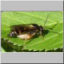 Argogorytes mystaceus - Grabwespe 01.jpg